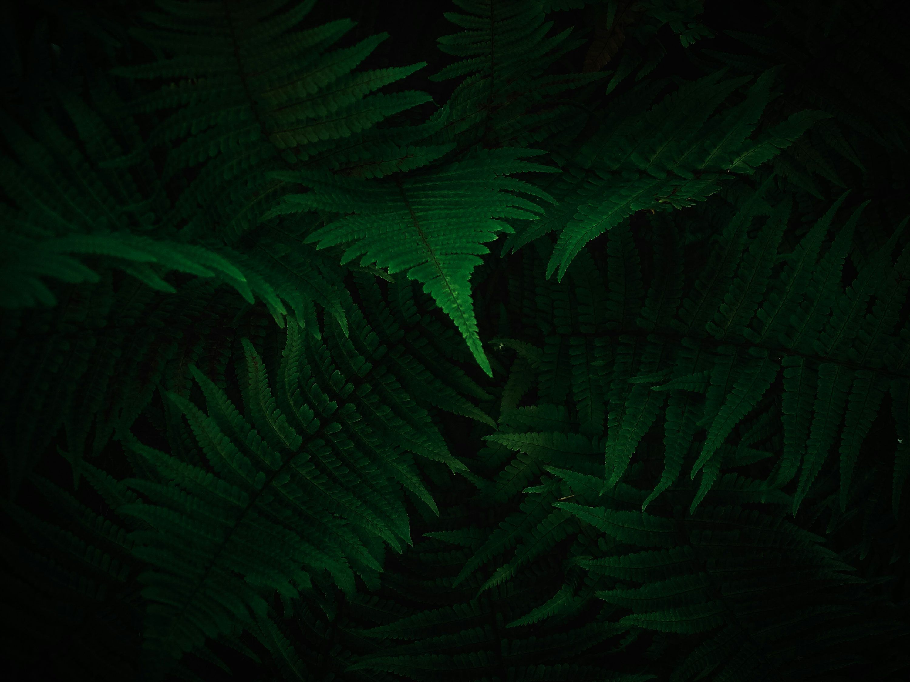 3000x2250 Dark Green Wallpaper Picture. Download Free Image