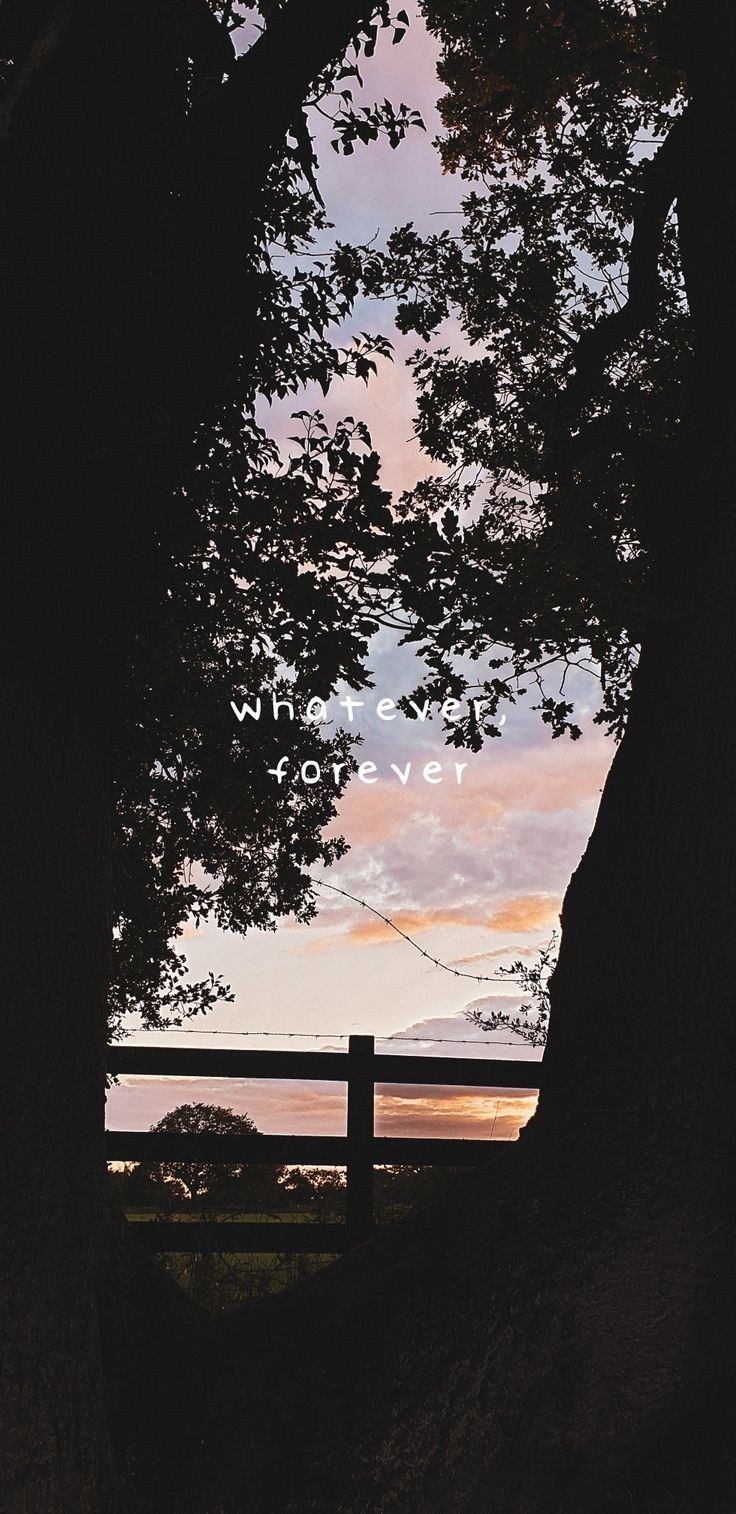 736x1514 whatever, forever wallpaper, Modern Baseball