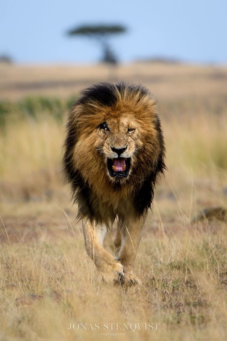 736x1103 Scarface the Legend of the Masai Mara