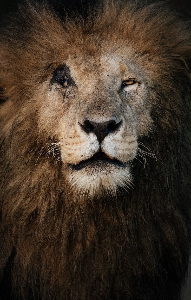 735x1151 iREINHOLD. Lion picture, Lion image, Lion photography