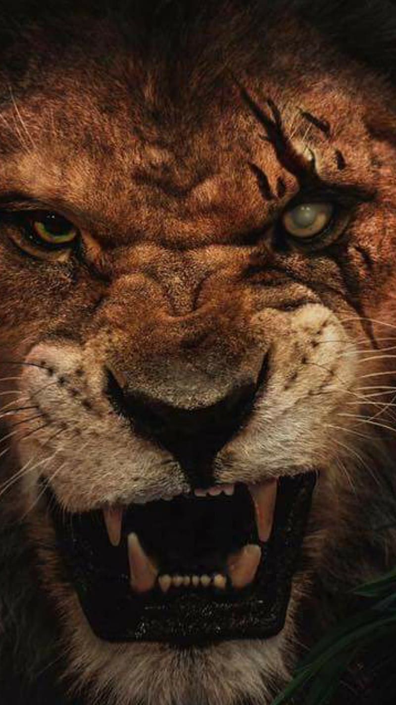 800x1422 Lion scar, lion king, HD phone wallpaper