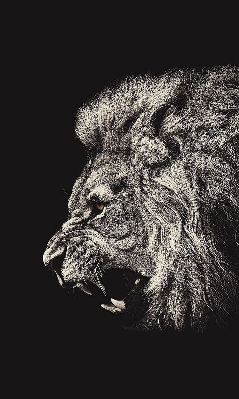 800x1333 Lion scarface, black and white, cara cortada, leon, scary, HD phone wallpaper