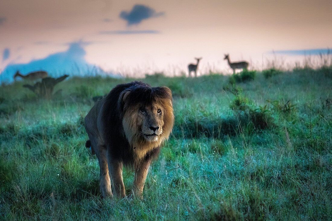 1100x733 Male lion (panthera leo) scarface in the