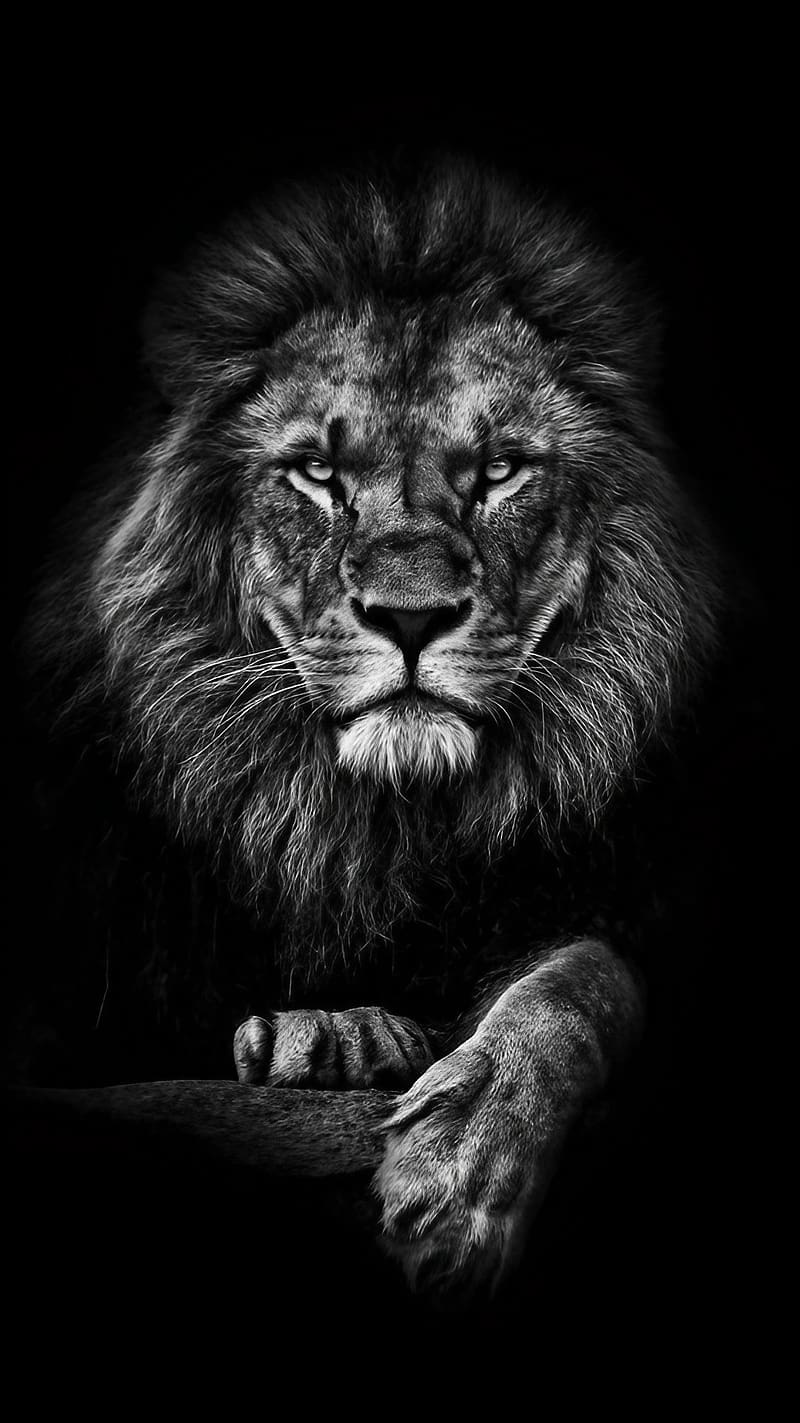 800x1423 Lion scarface, black and white, cara cortada, leon, scary, HD phone wallpaper