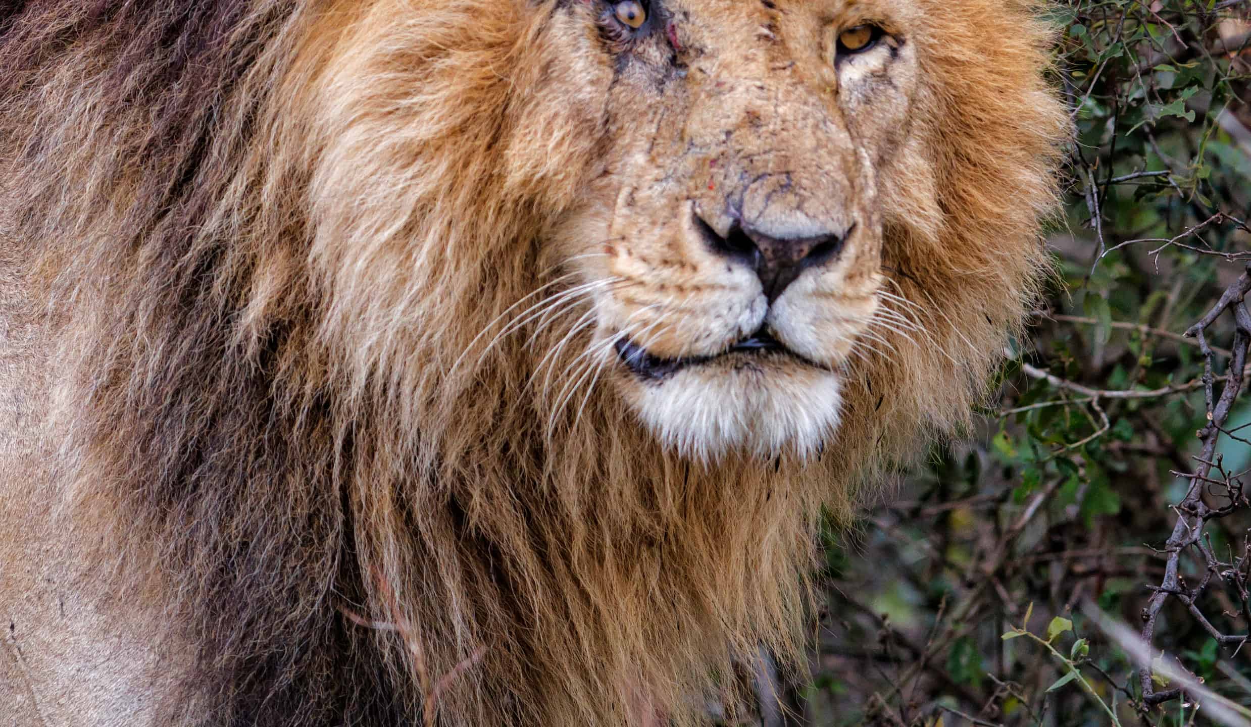 2477x1440 Scarface, ' A Real Life Lion King, Is Mourned By His Many Fans Z Animals Slideshows