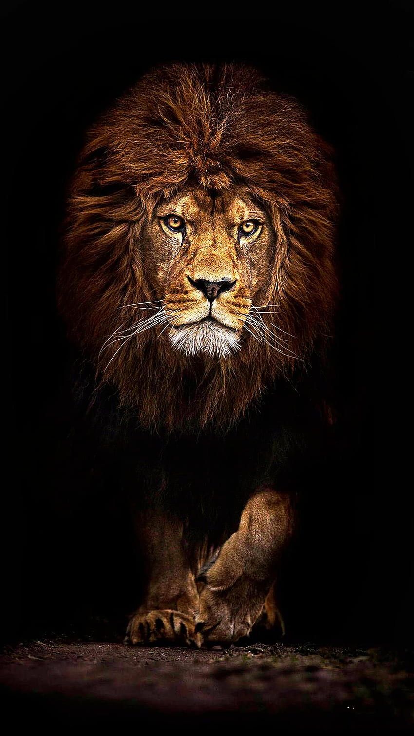 850x1511 Scarface the Legend of the Masai Mara of Africa on Wild Blog and graphy. World lion day, Lion africa, Lions, Maasai Mara HD phone wallpaper