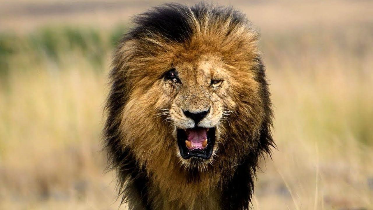 1280x720 Scarface. The Untold Story of A King Lion