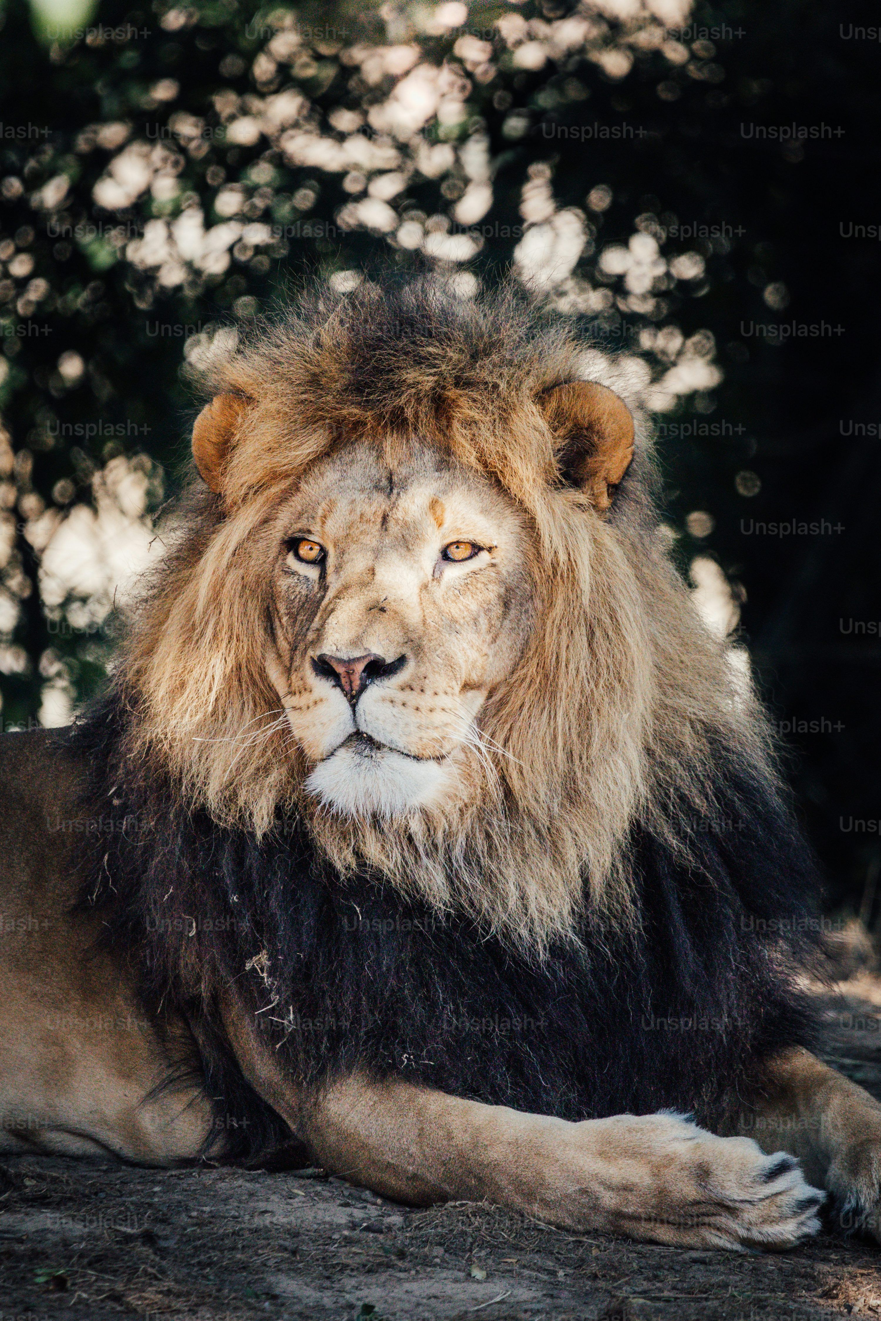 3000x4500 Lion Face Picture. Download Free Image