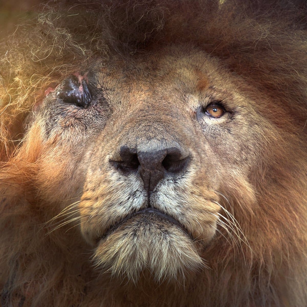1200x1200 Conservationists mourn natural death of Kenyan lion Scarface