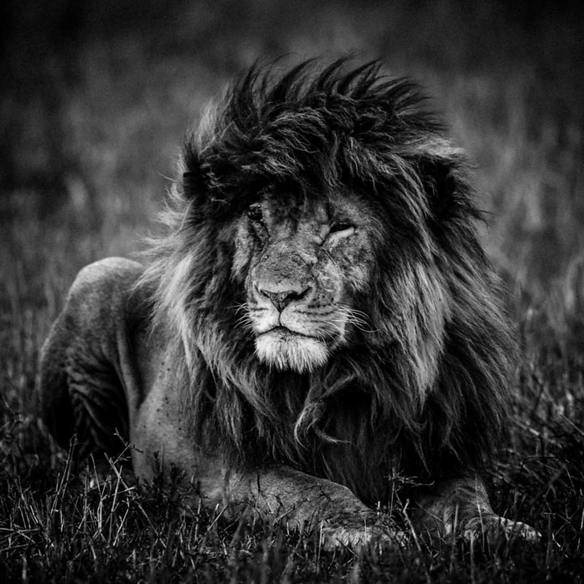 1200x1200 Photographies D'animaux De Laurent Baheux 4314 Lion My_name_is_scarface_Kenya_2013_Laurent_Baheux