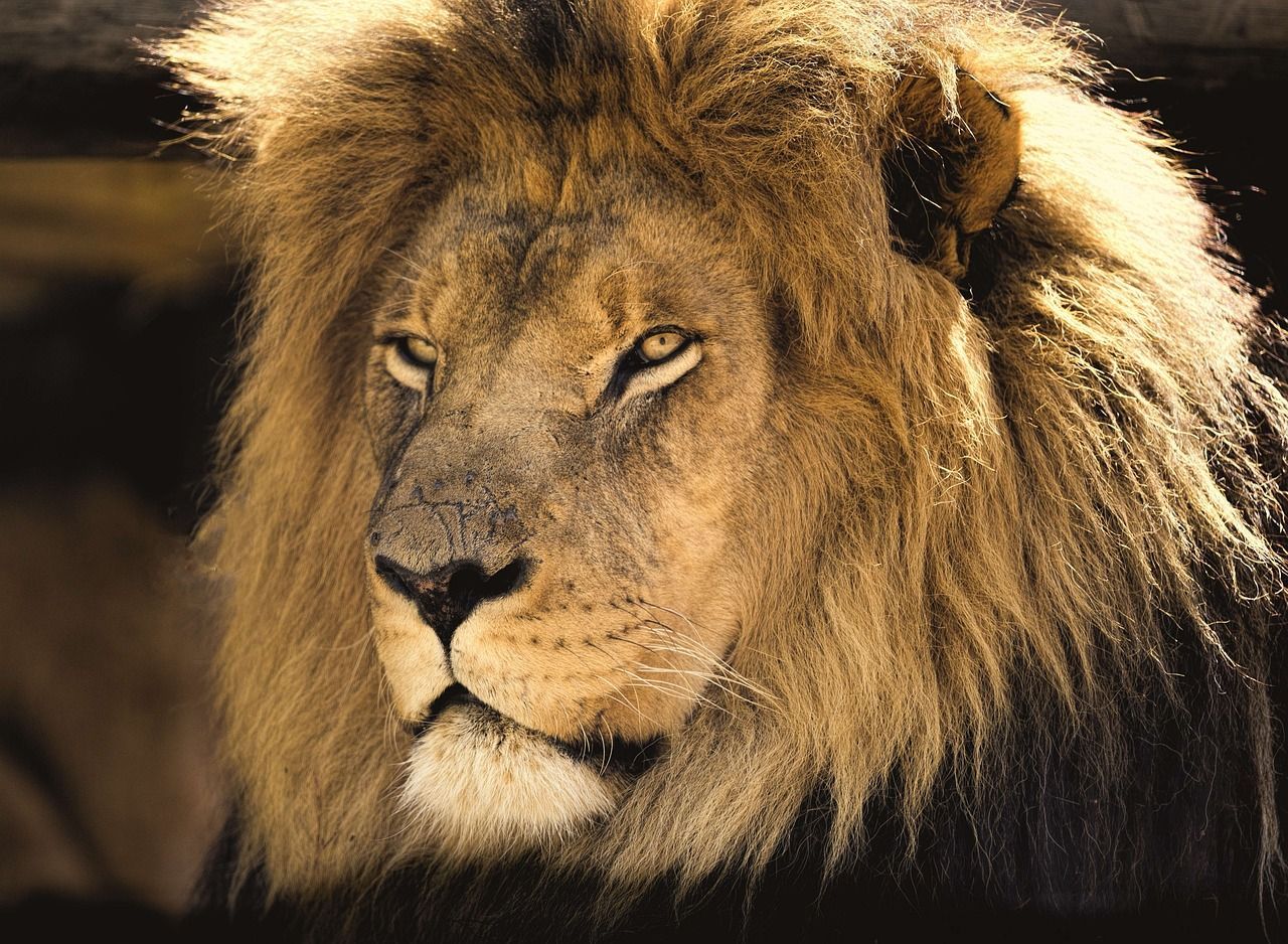 1280x938 Free Scar Lion King & Lion Image