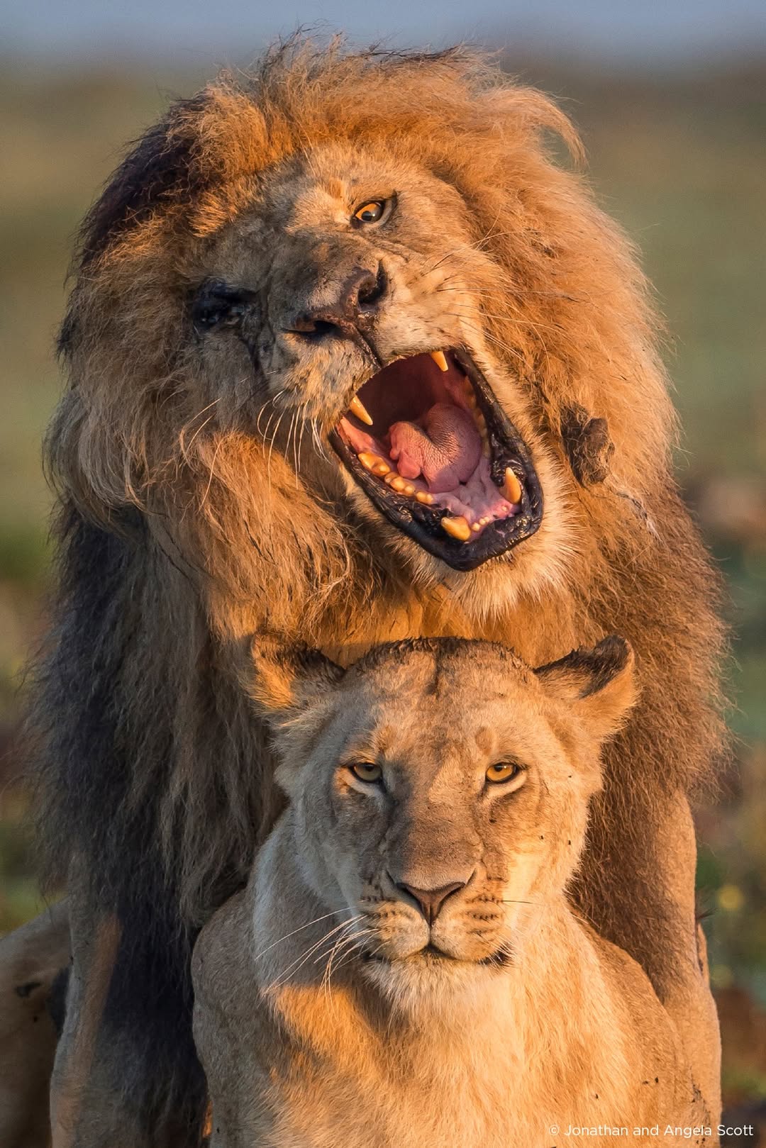 1080x1619 Scarface Lion Video Documentary and Last Image of the King