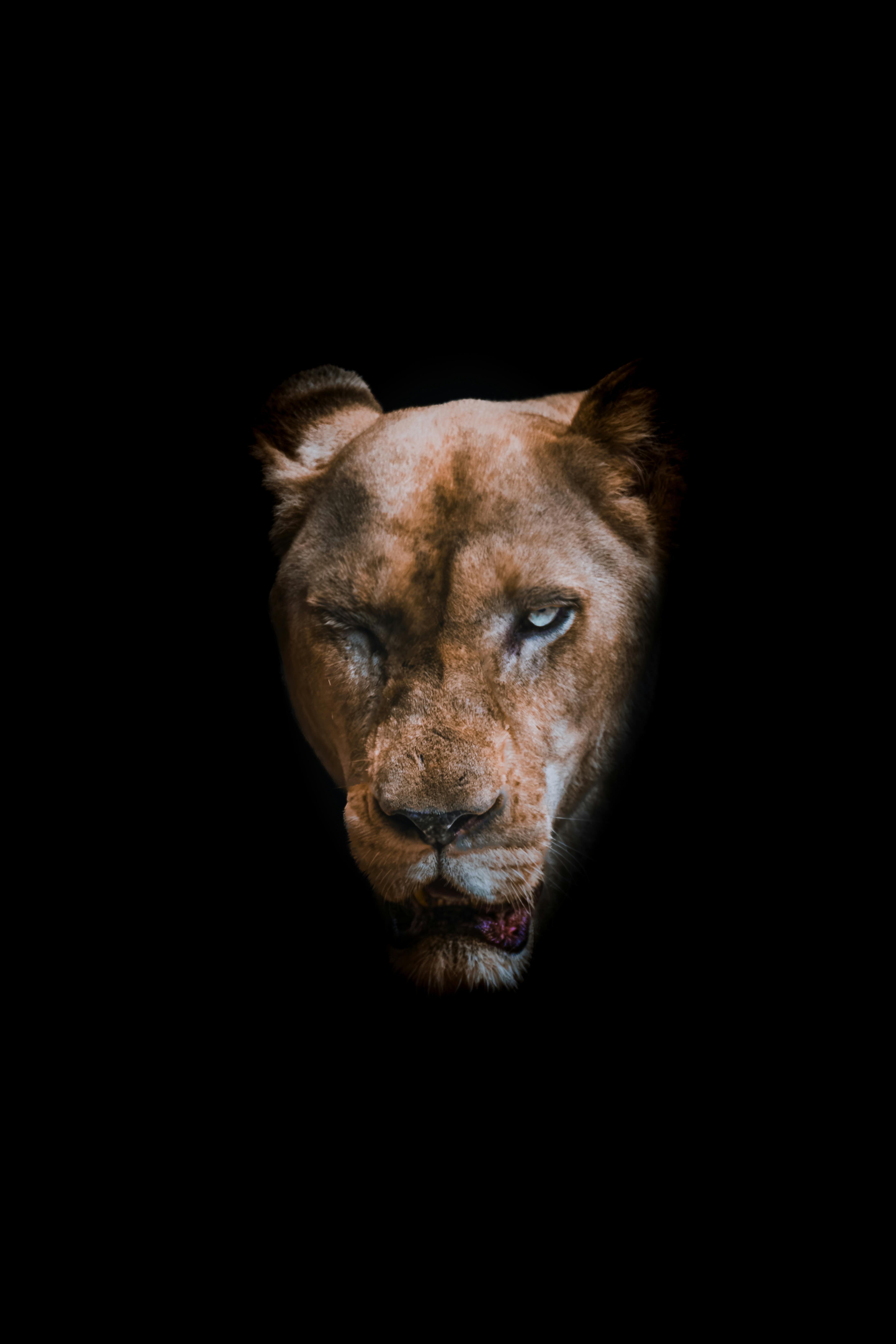 4383x6575 Lion King Scar Face Paint Photo, Download The BEST Free Lion King Scar Face Paint & HD Image