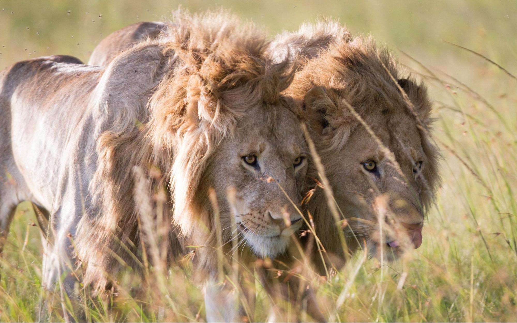 1999x1250 Scarface Lion Mara's Marsh Pride