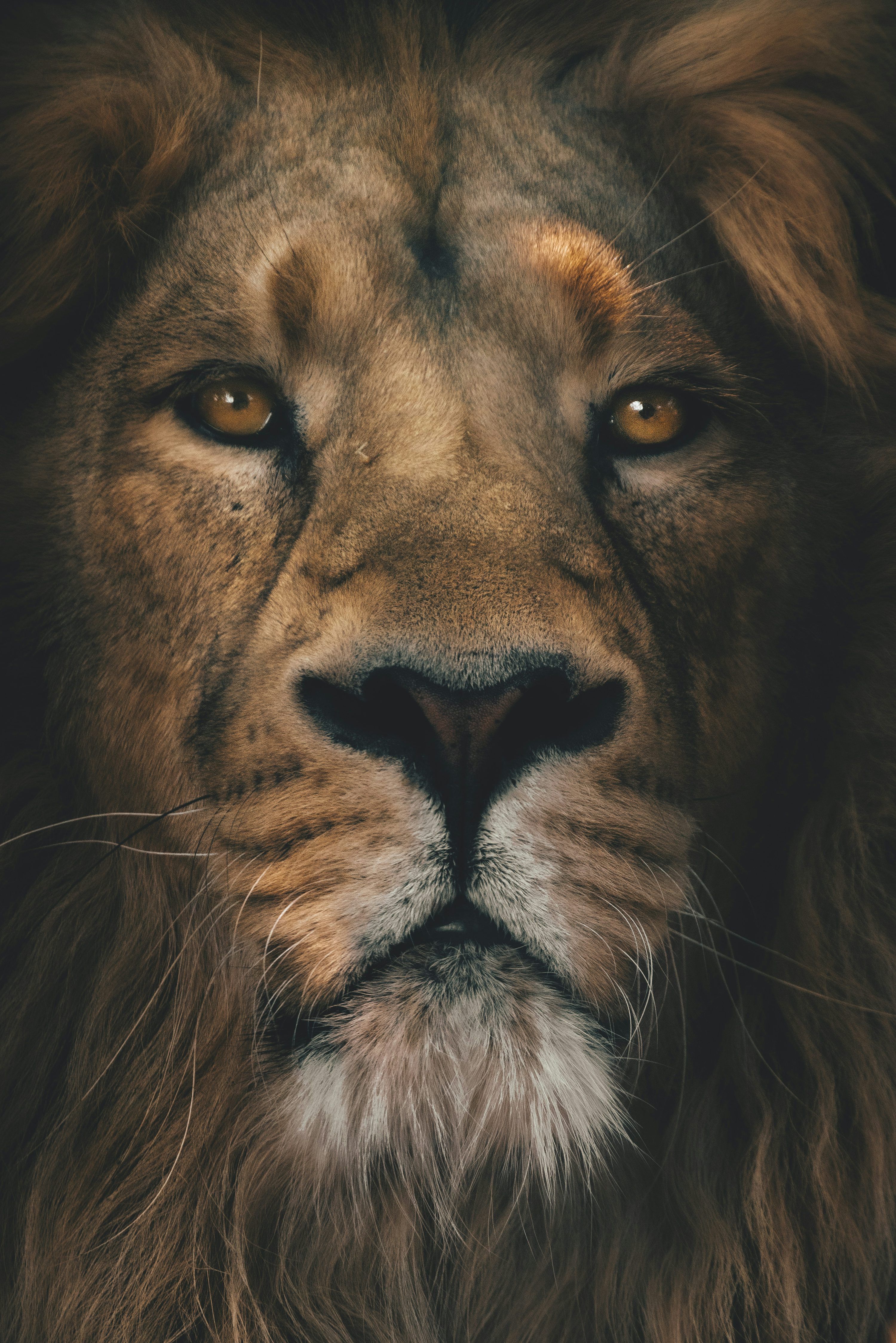 3000x4496 Lion Face Picture. Download Free Image