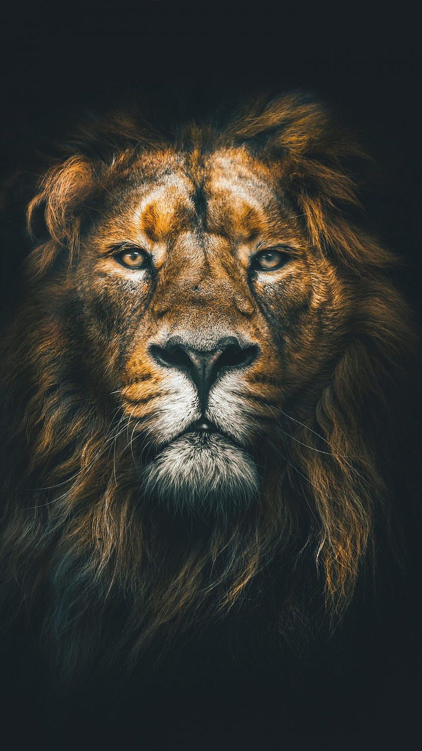 850x1511 Lion Face Closeup Wild Animal Wildlife, Ultra Lions HD phone wallpaper