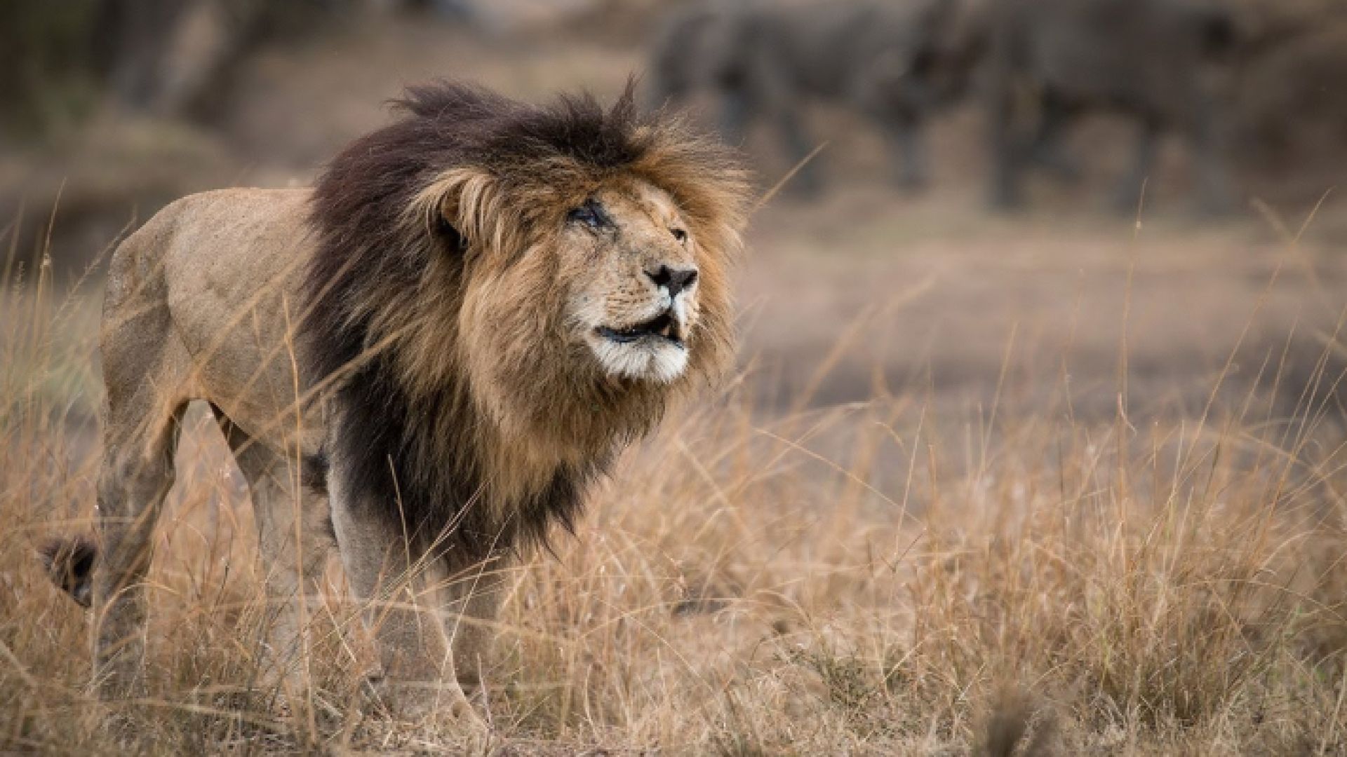 1920x1080 The departure of the global lion `Scarface`. the legend of Mara