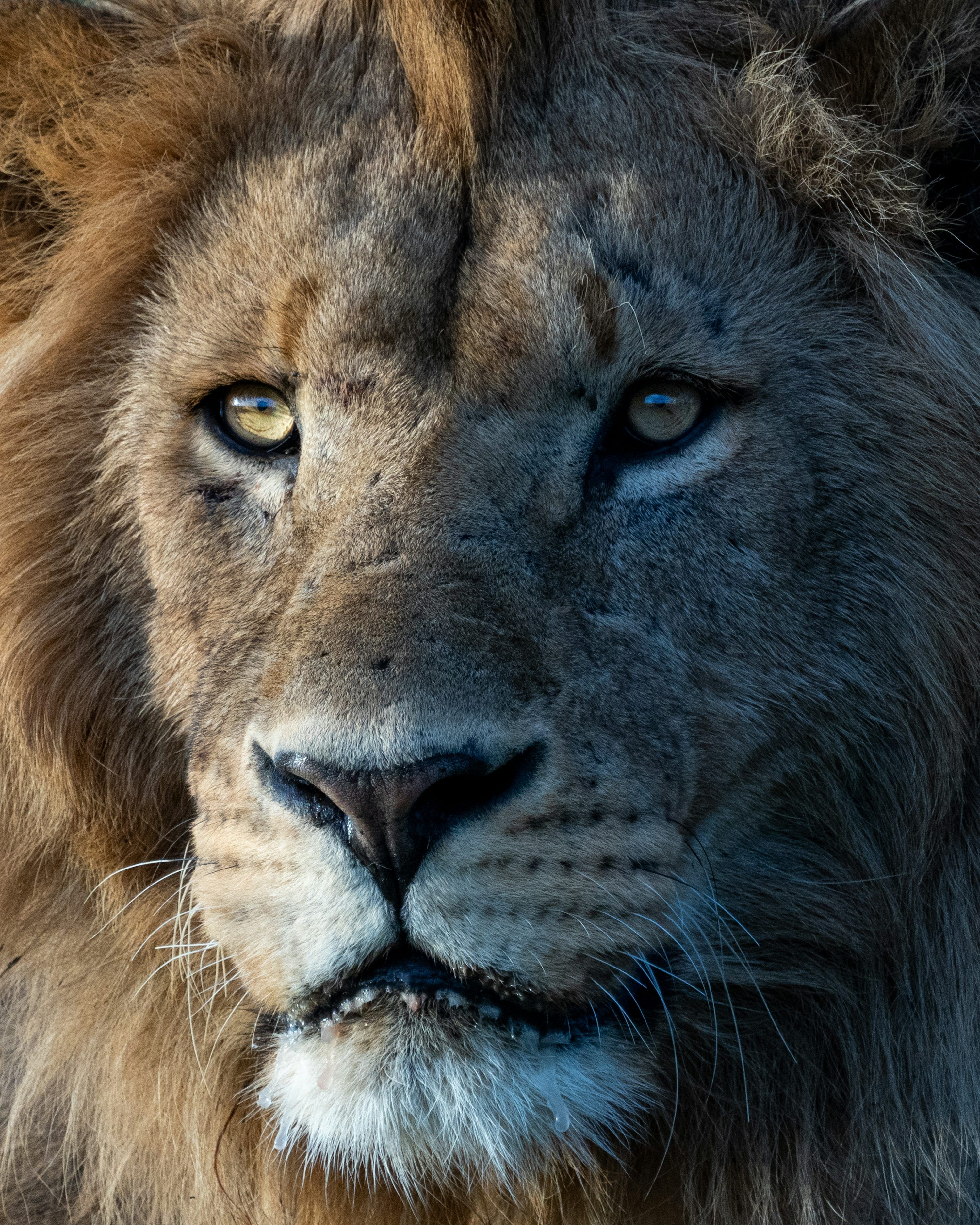 3000x3749 Lion Face Picture. Download Free Image