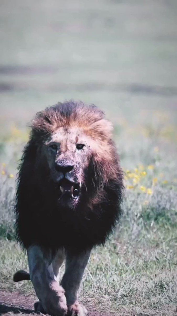675x1200 LION LOVERS's Video on X