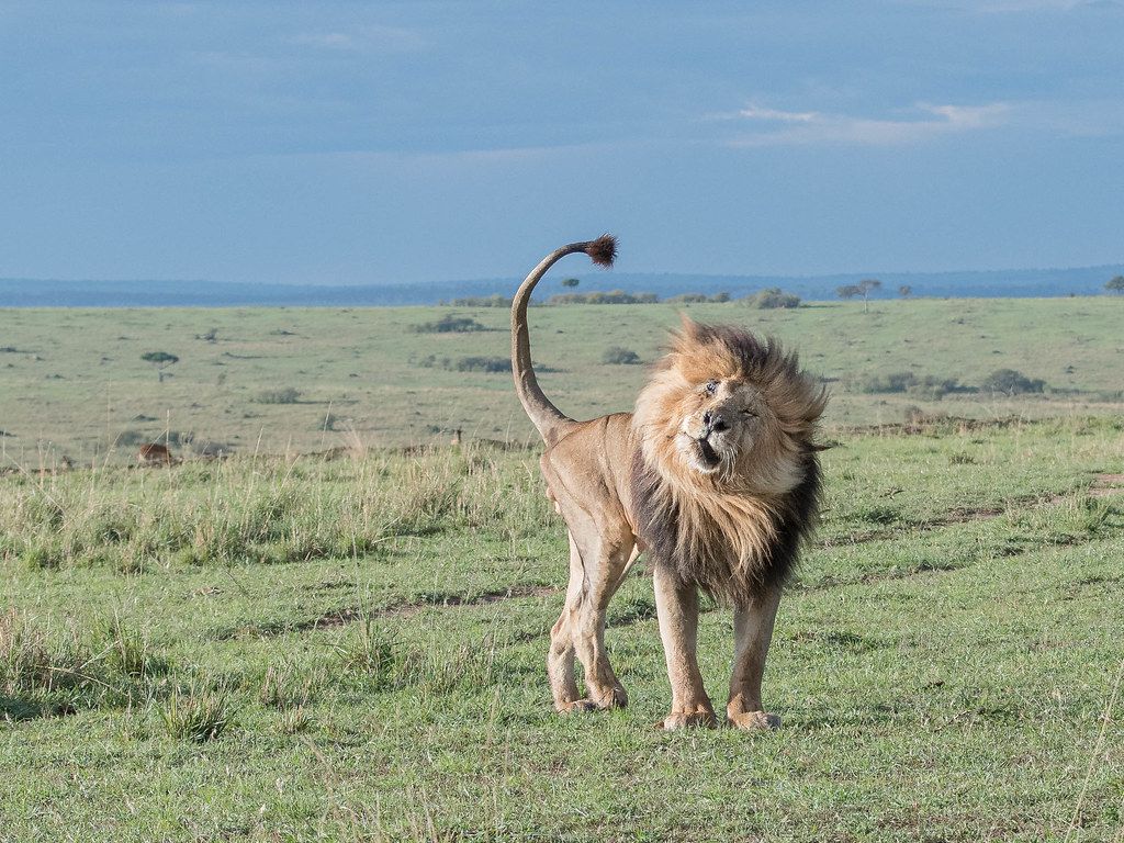 1024x768 Scarface. Masai Mara National Reserve, Kenya We had been re