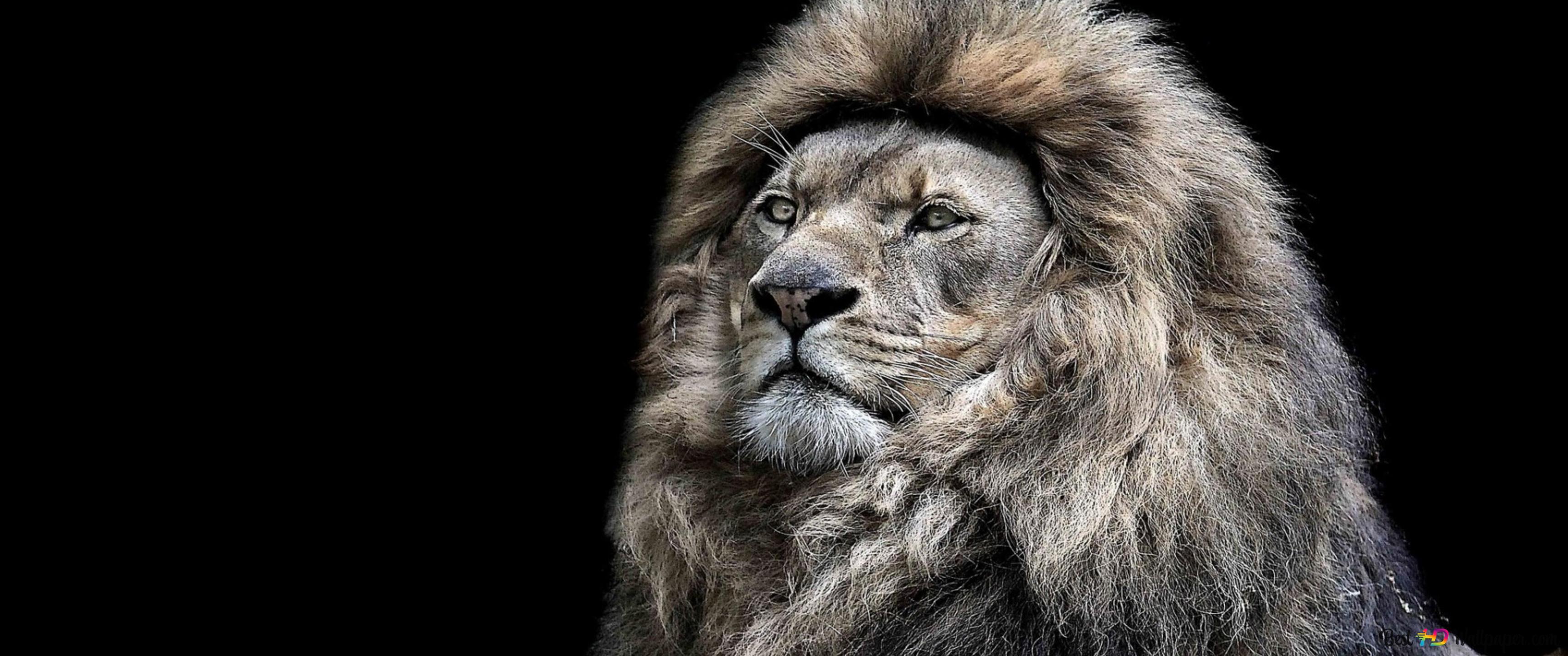 3440x1440 Mature Lion 4K wallpaper download