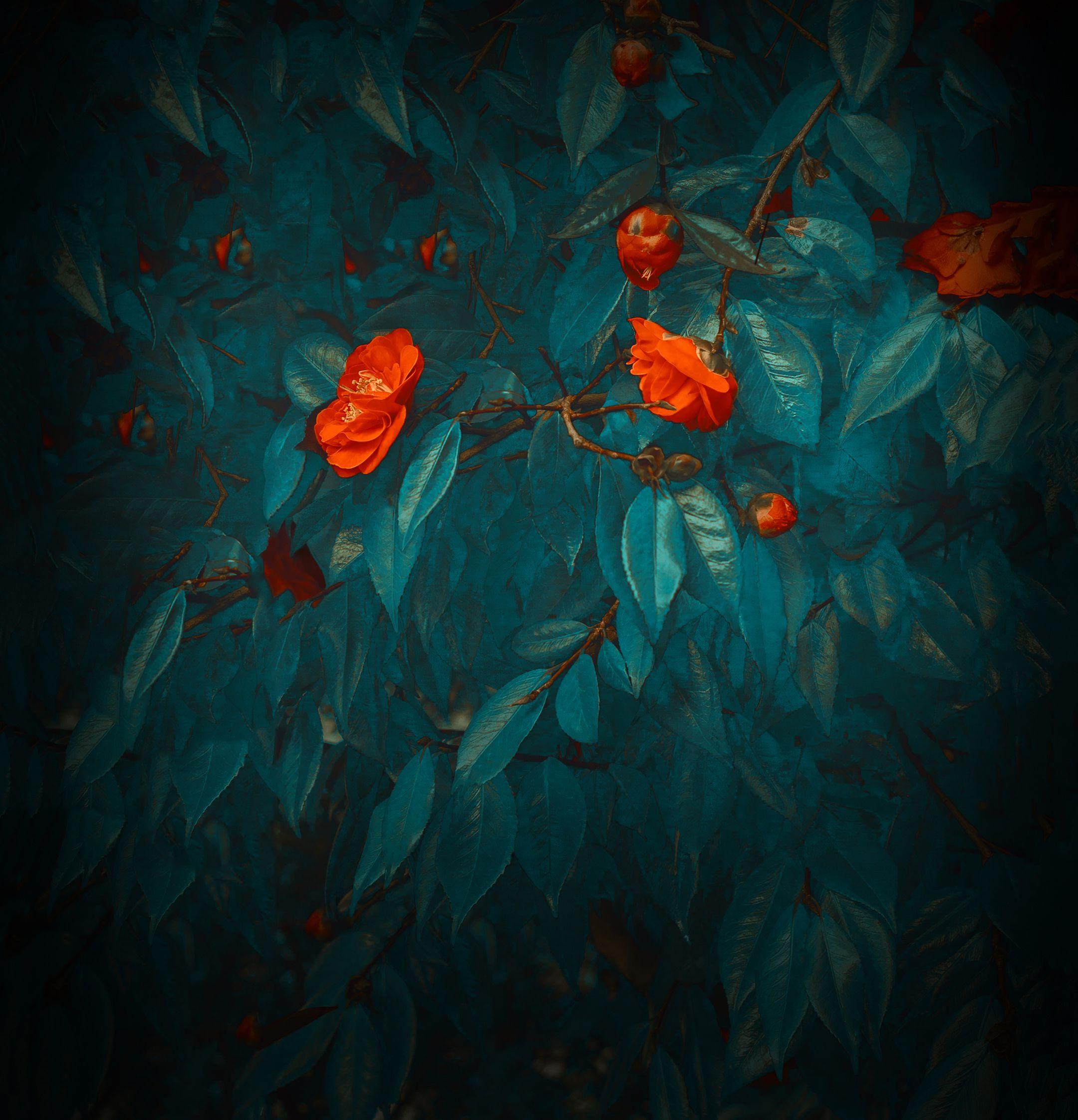 2160x2244 Download Huawei Mate 20 Pro. Mate 20 X Wallpaper & Ringtones