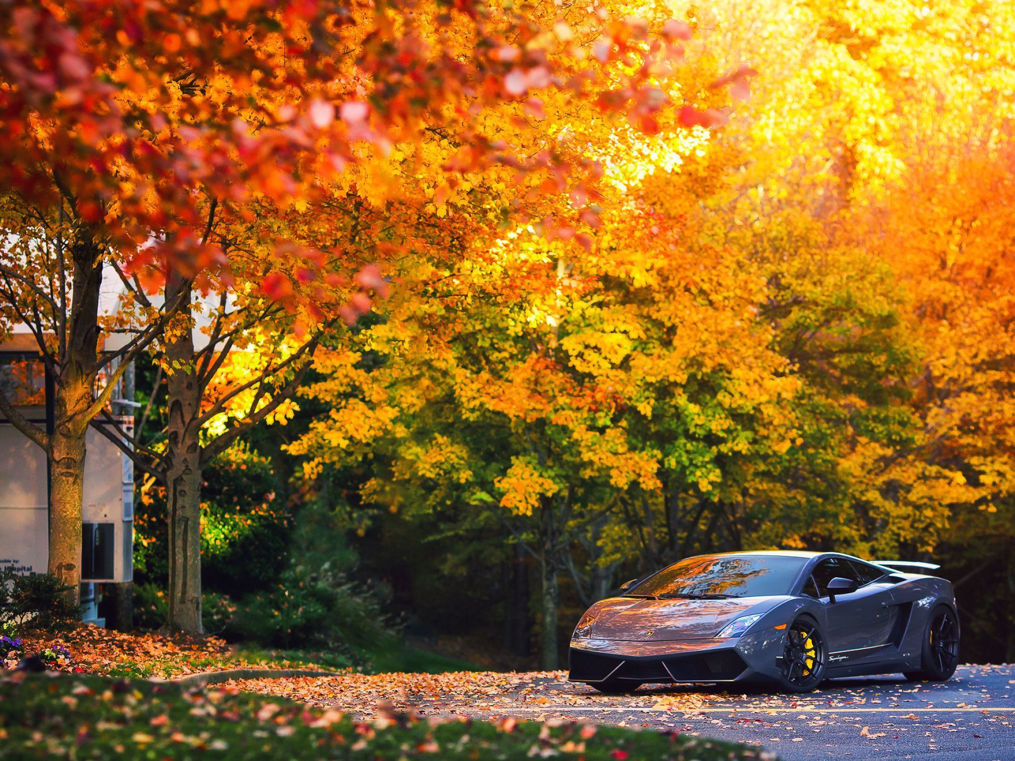 2048x1536 Wallpaper Black Car Parked Near Orange Leaf Trees During Daytime, Background Free Image