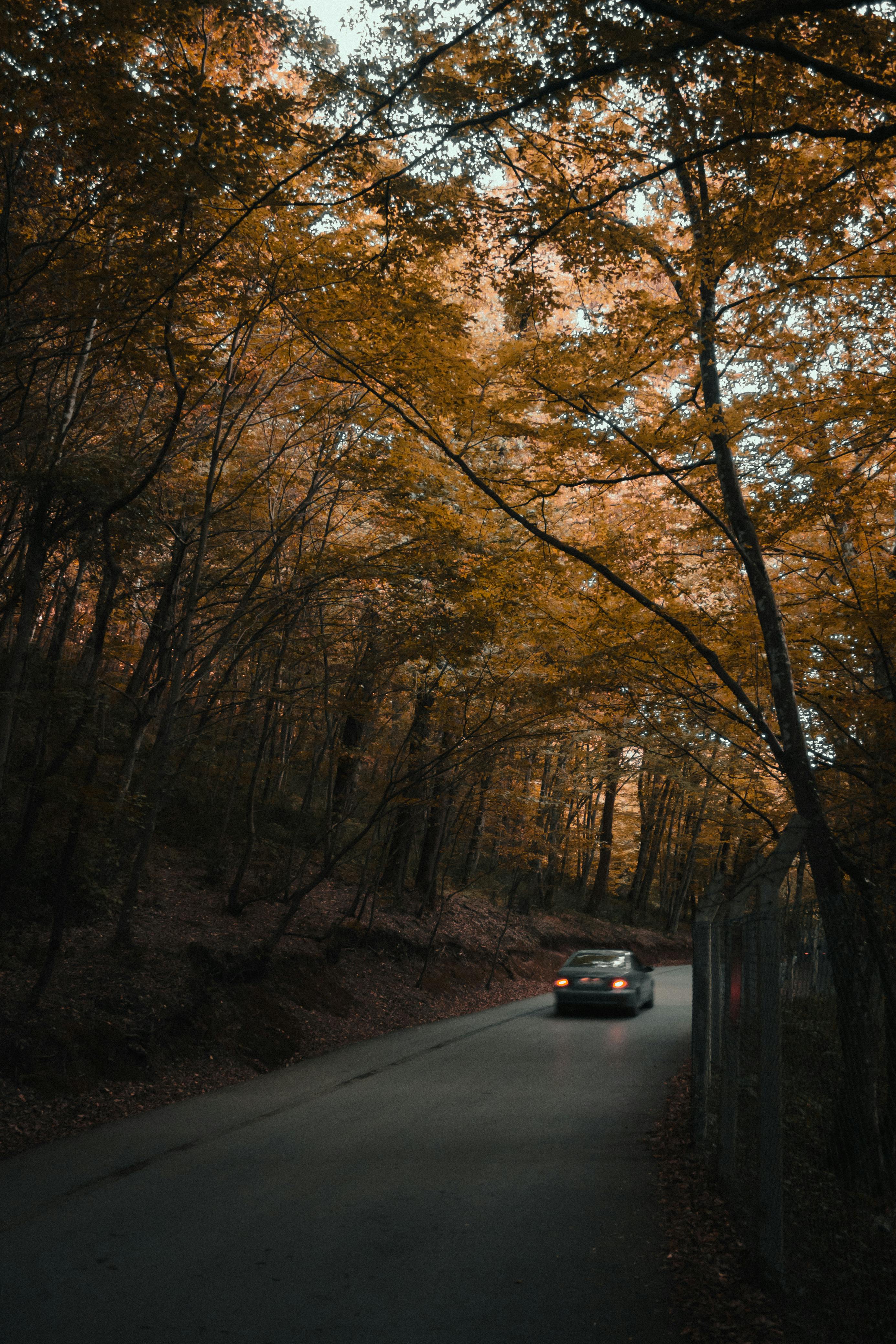2771x4156 A Car on the Road Between Trees · Free