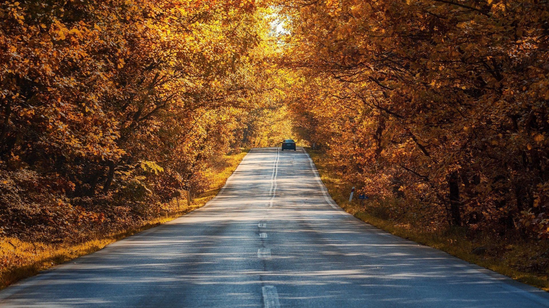 1920x1080 Download Nature Forest Car Road Photography Fall HD Wallpaper