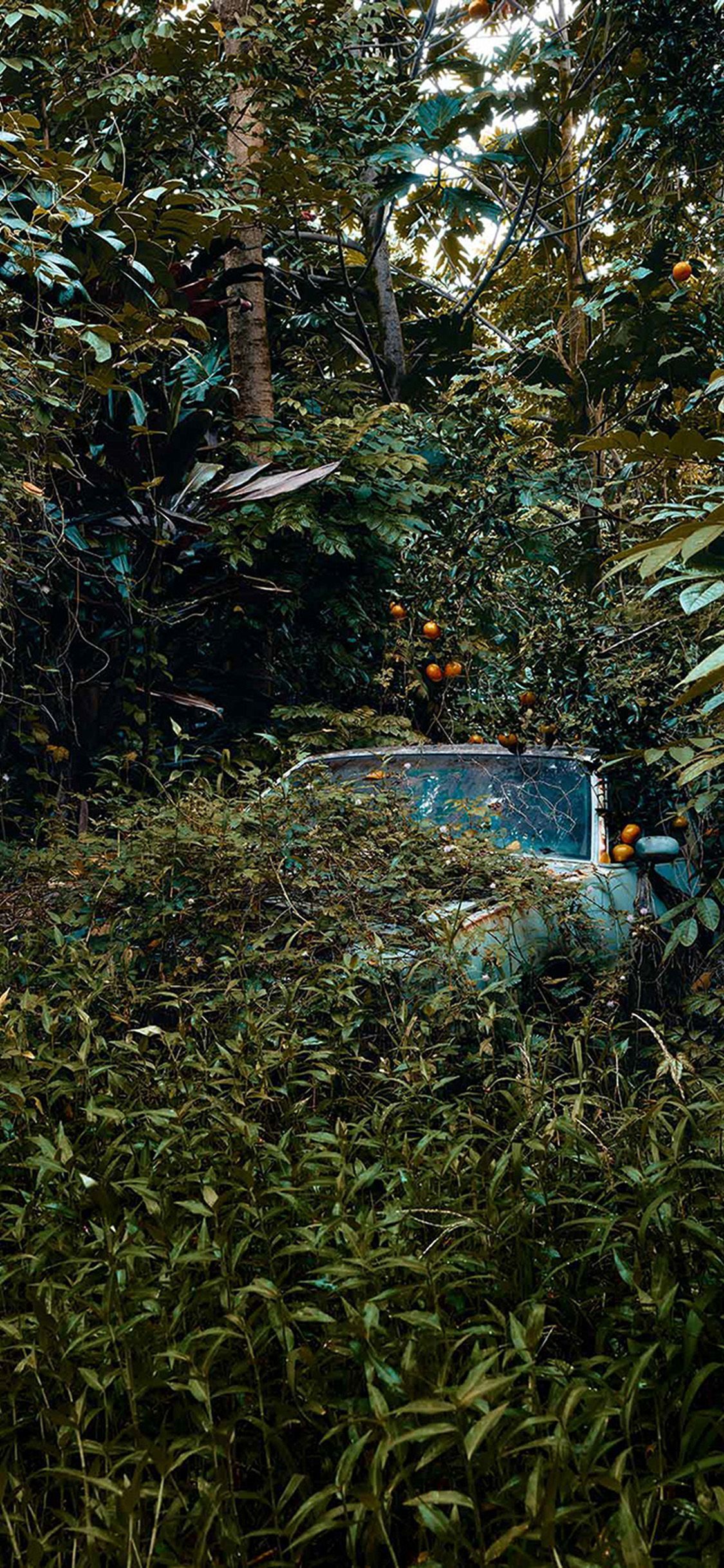 1125x2436 iPhone X wallpaper. art forest car nature