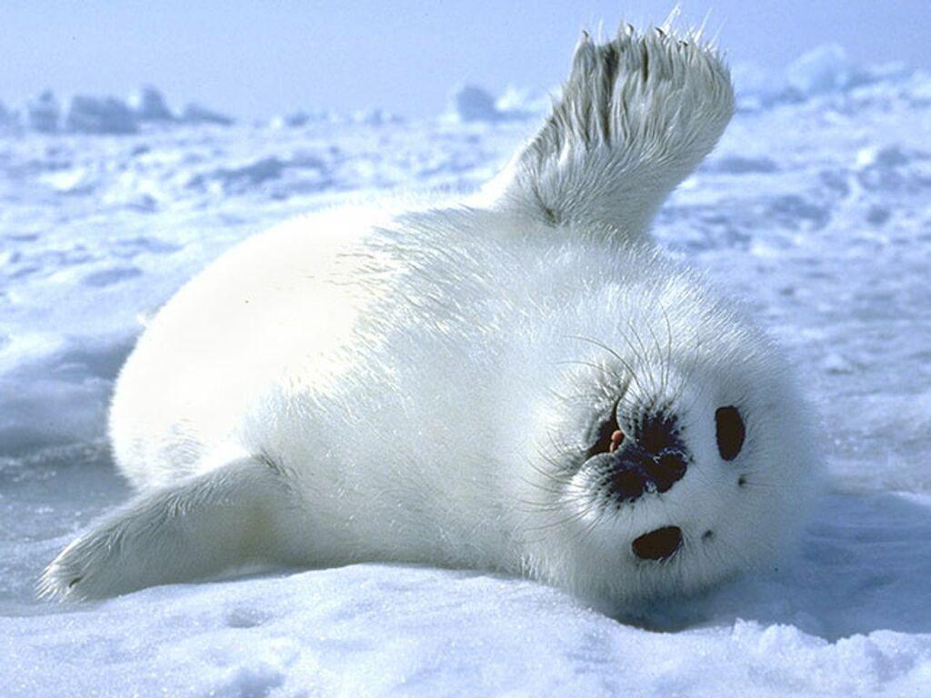 Hình nền 1024x768 Baby Animal Seals