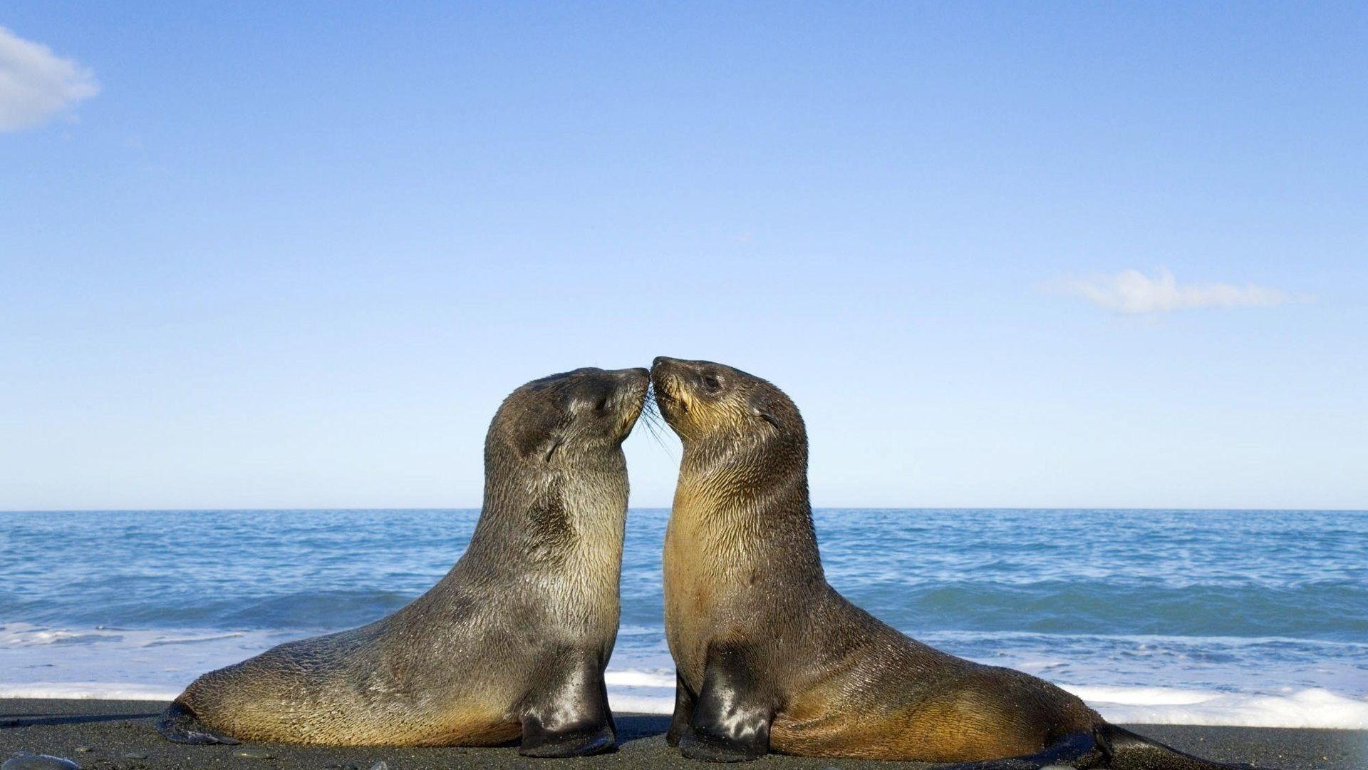 1920x1080 Two Seal Kiss Hình nền - Nam Cực Seal - Hình nền HD