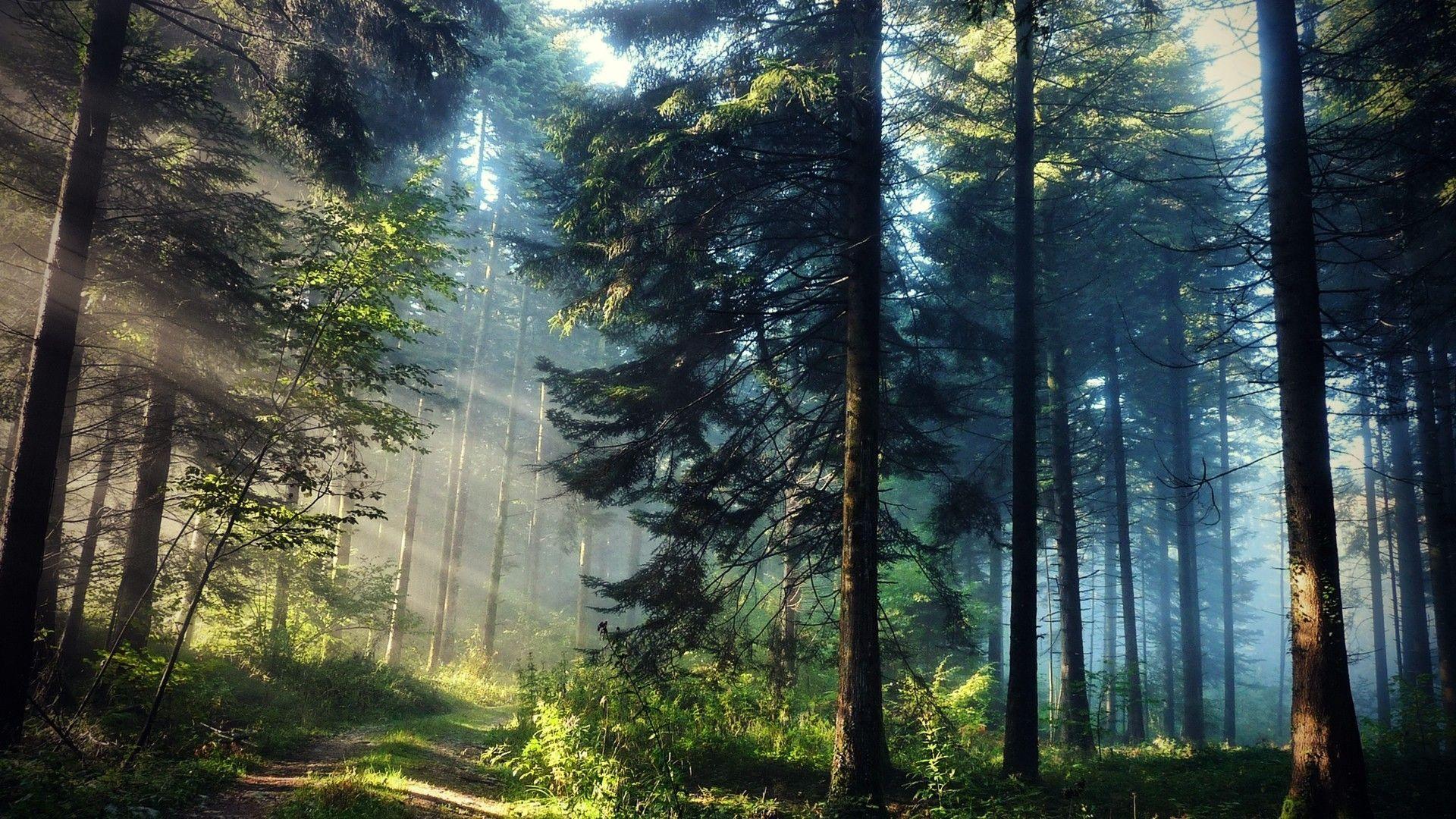 scenic forest wallpaper
