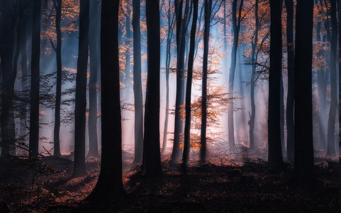 1440x900 Fall, Nature, Trees, Fresh, Sunlight, Leaves, Sunrise Mist