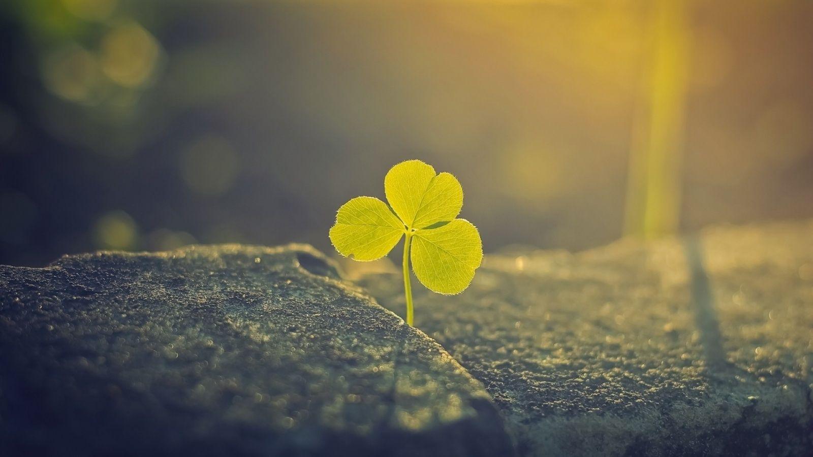 1600x900 Plant sunlight wallpaperx900