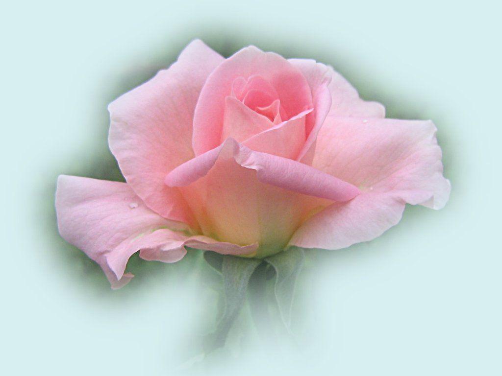 1024x768 Pink Roses Wallpaper
