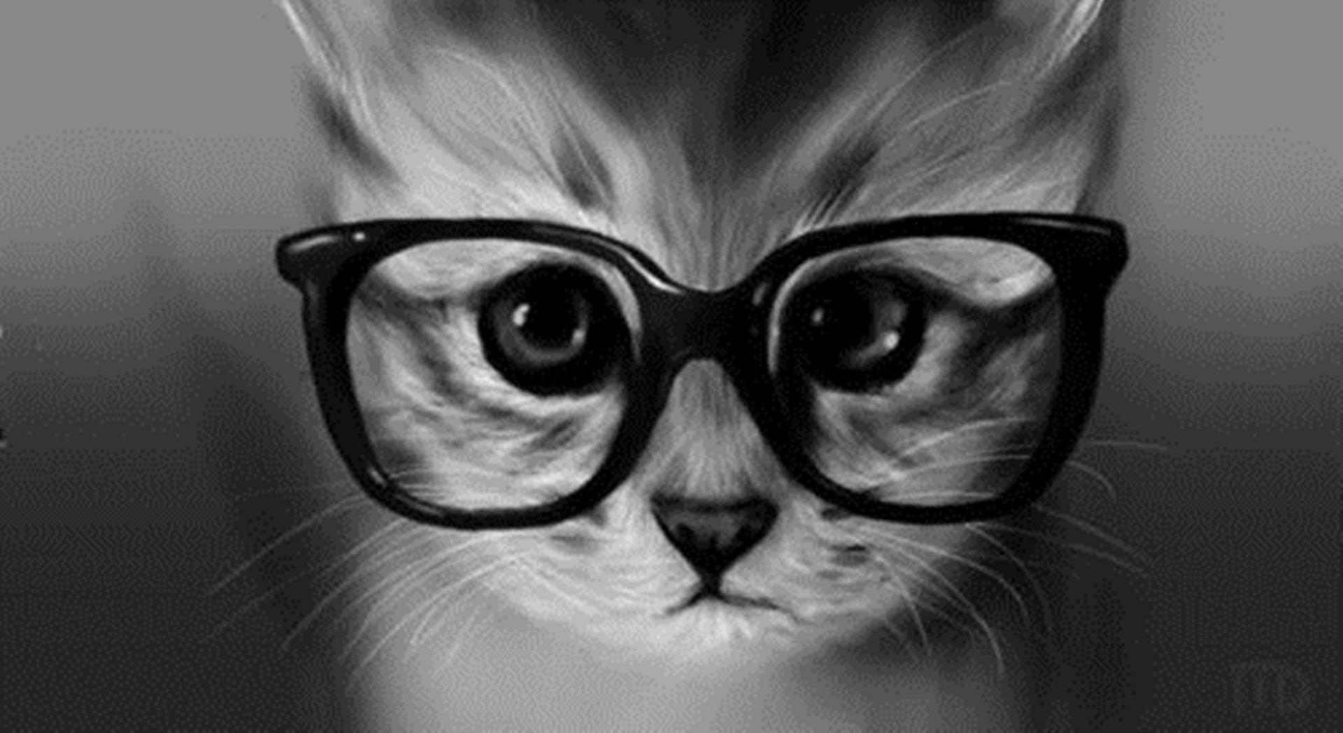 Cat with Glasses Wallpapers - Top Free Cat with Glasses Backgrounds - WallpaperAccess