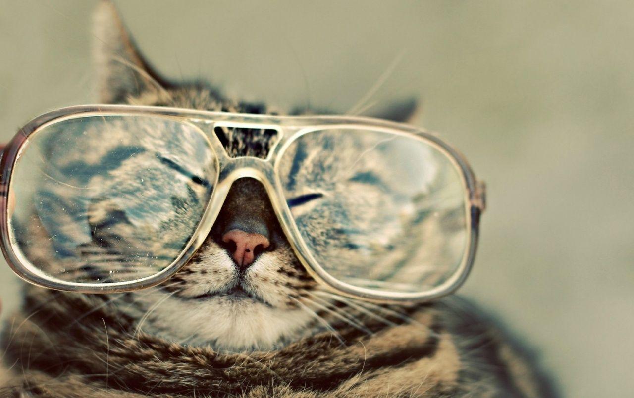 1280x804 Funny Cat with Glasses wallpaper. Funny Cat with Glasses