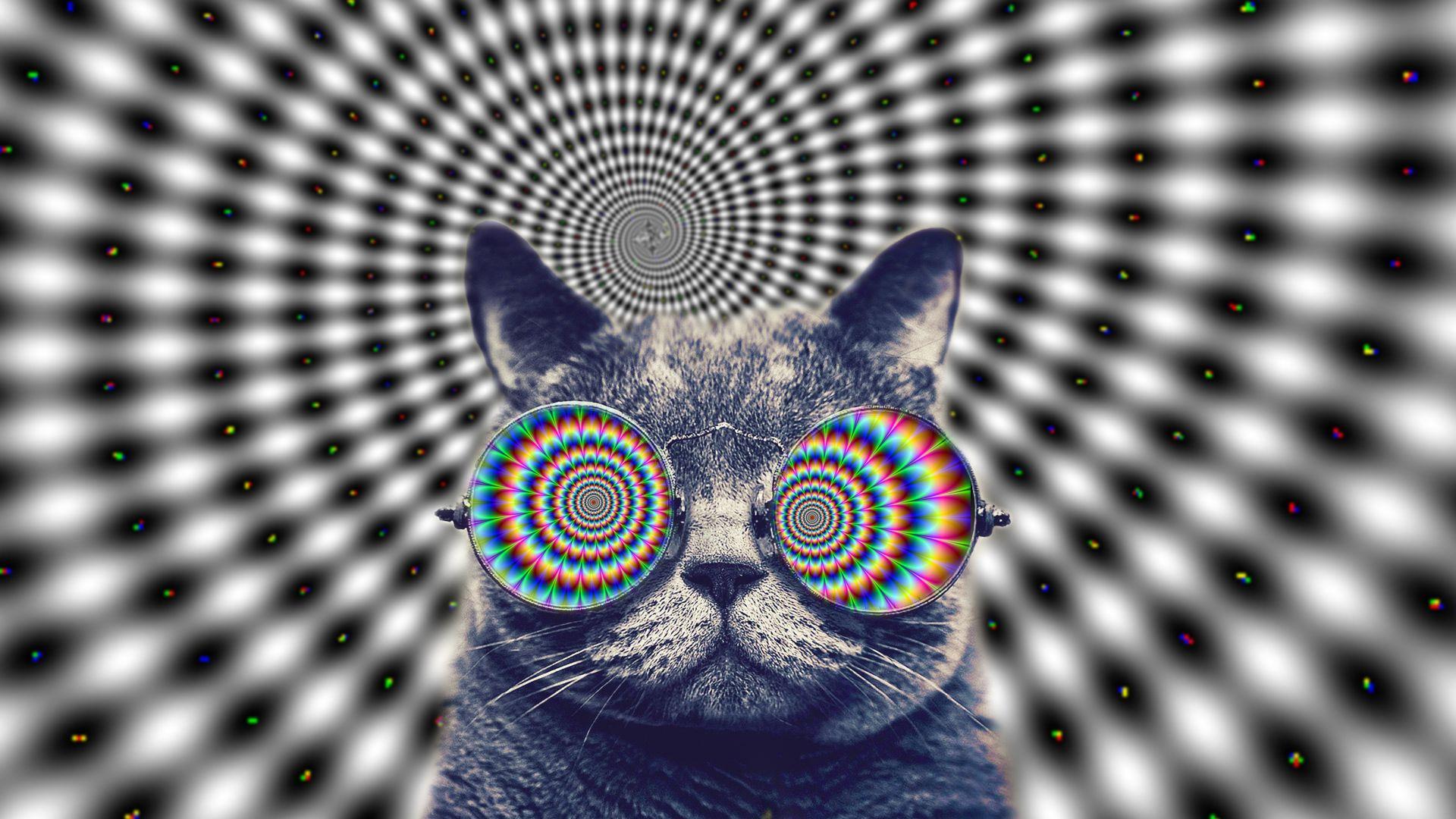 1920x1080 Funny Cat With Big Glasses HD Wallpaperx1080