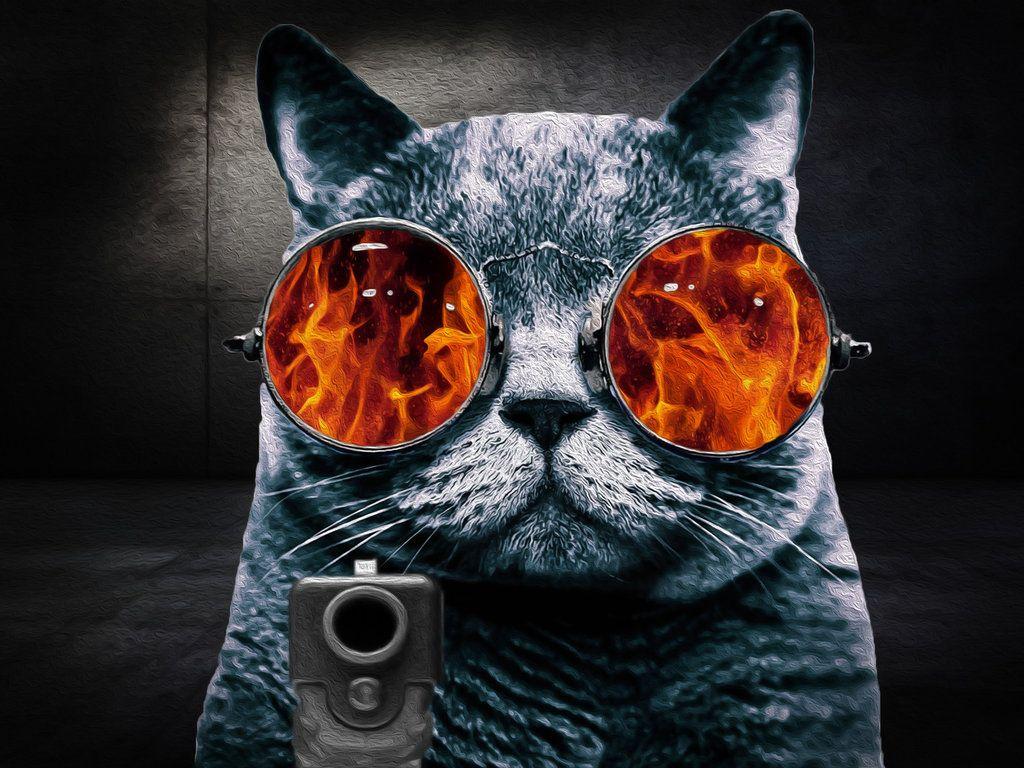  Cat  with Glasses  Wallpapers  Top Free Cat  with Glasses  