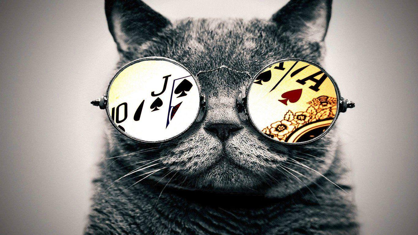 Cat with Glasses Wallpapers - Top Free Cat with Glasses Backgrounds