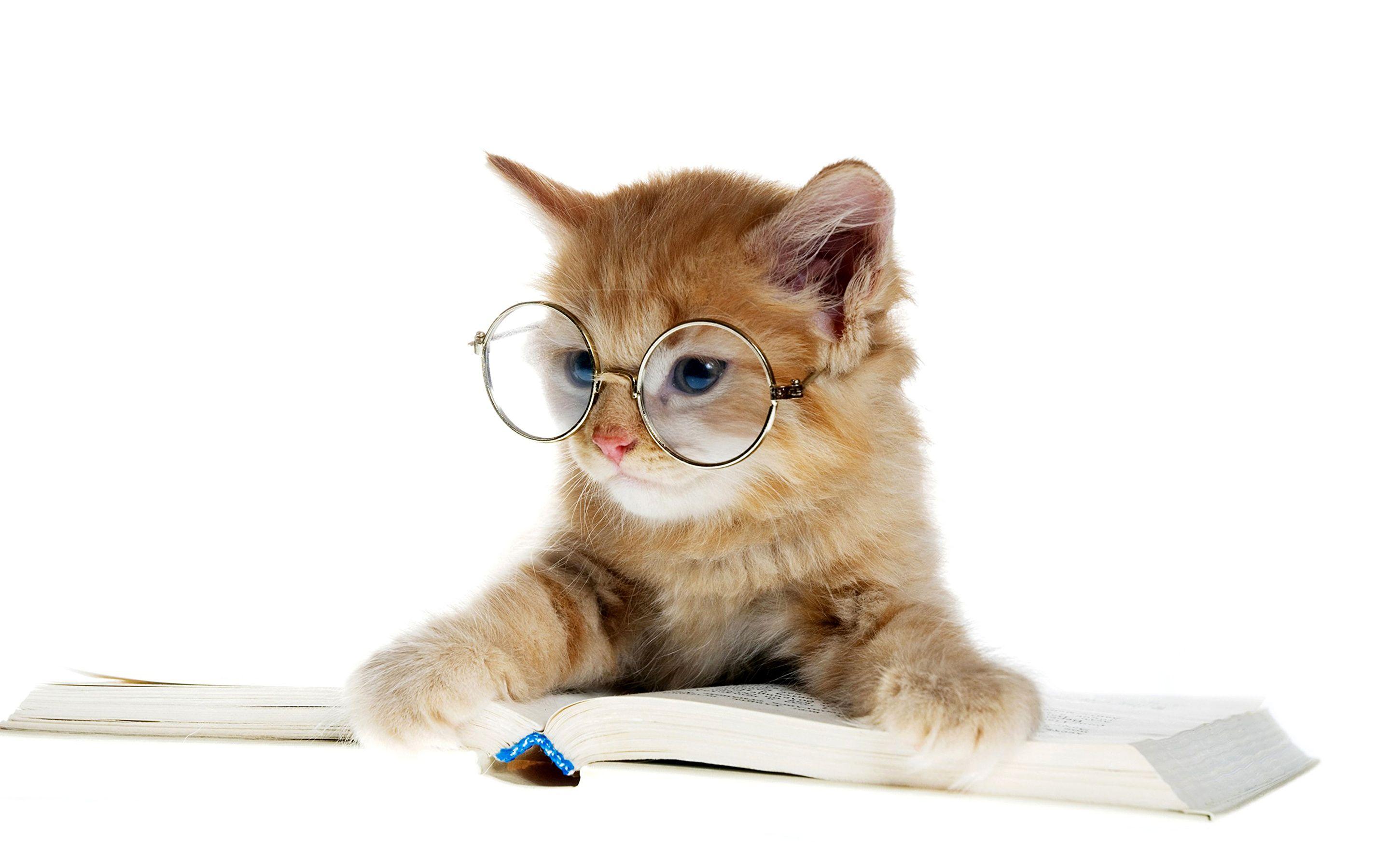 2880x1800 Picture Kittens Cats Book Glasses Animals 2880x1800