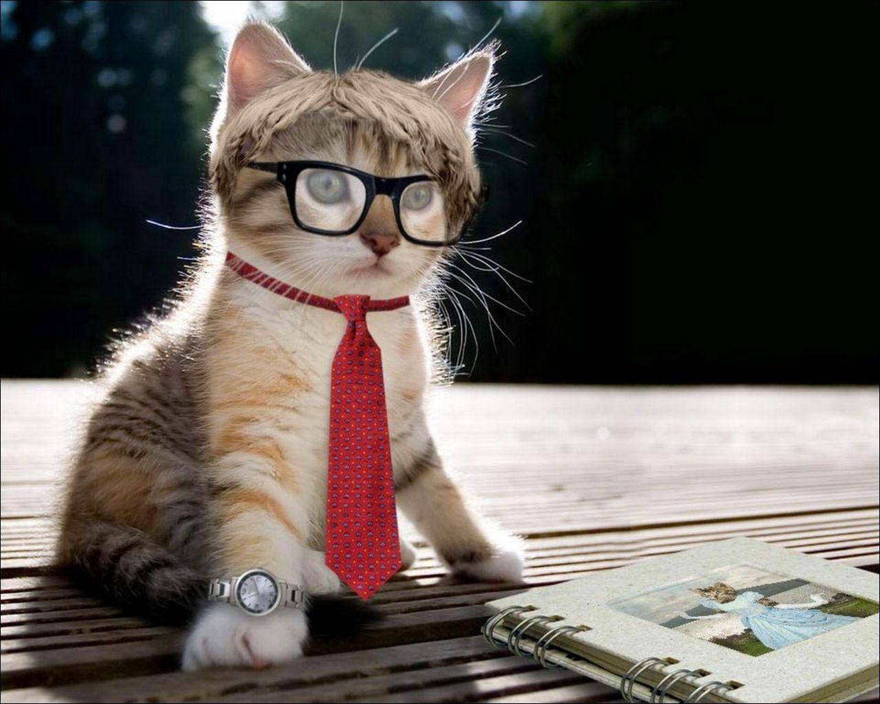 Cat with Glasses Wallpapers - Top Free Cat with Glasses Backgrounds - WallpaperAccess