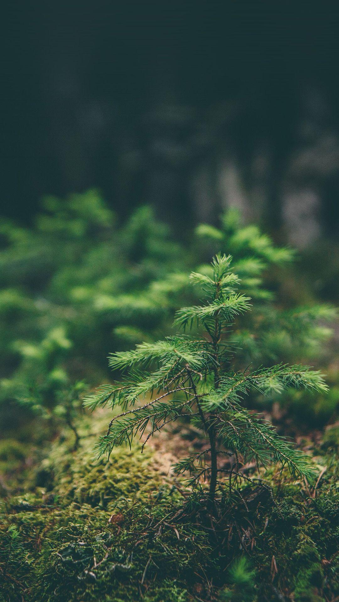 Green Nature iPhone Wallpapers - Top Free Green Nature iPhone Backgrounds -  WallpaperAccess