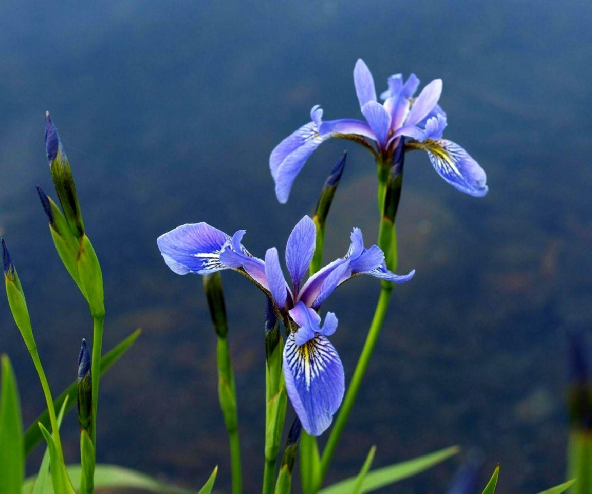 blue iris download free