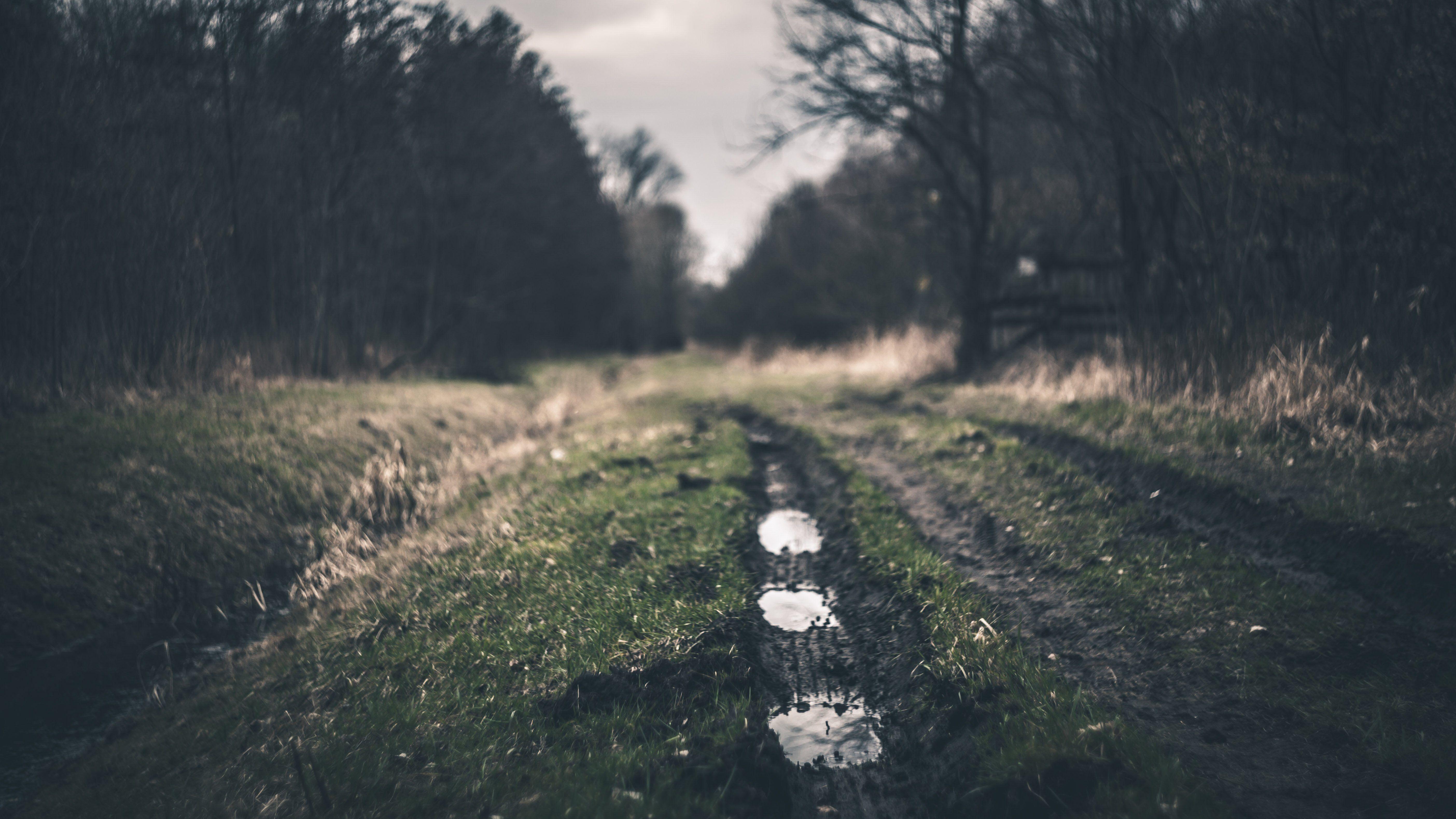 5616x3159 Forest Road 4K wallpaper