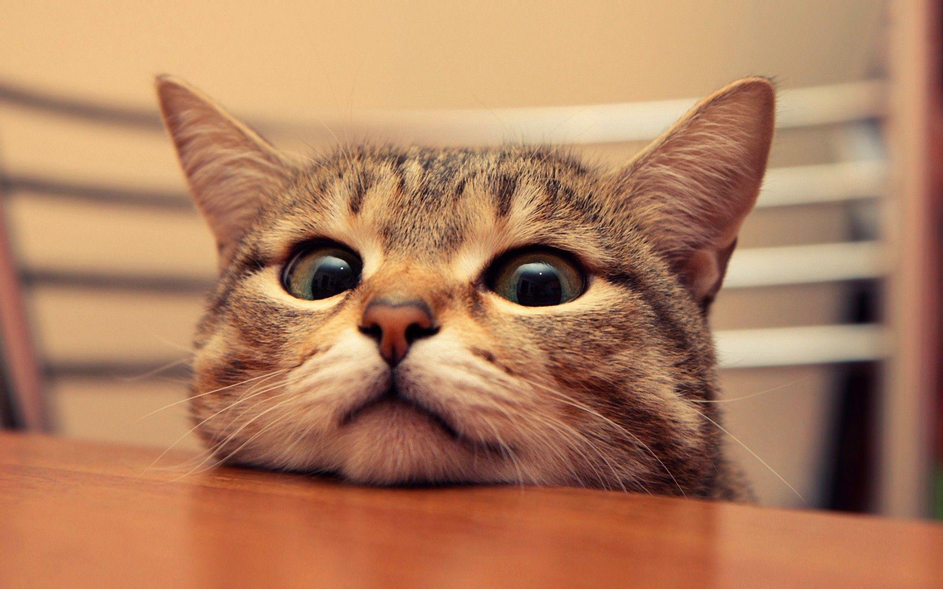 Funny Cat Desktop Wallpapers Top Free Funny Cat Desktop Backgrounds 