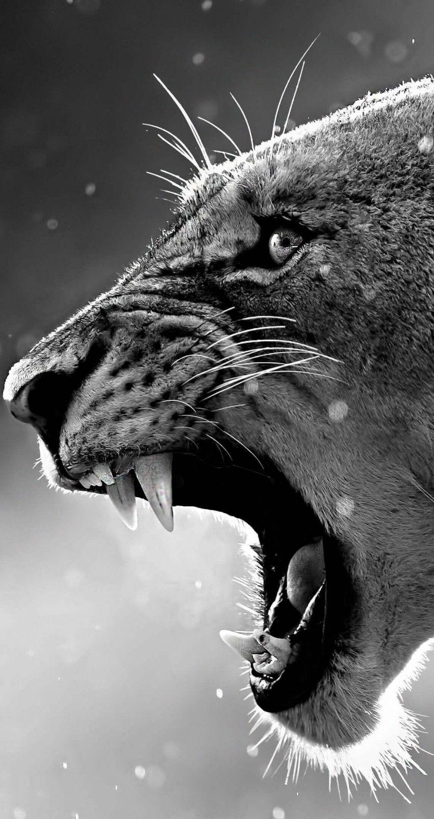 852x1608 Black And White iPhone Wallpaper