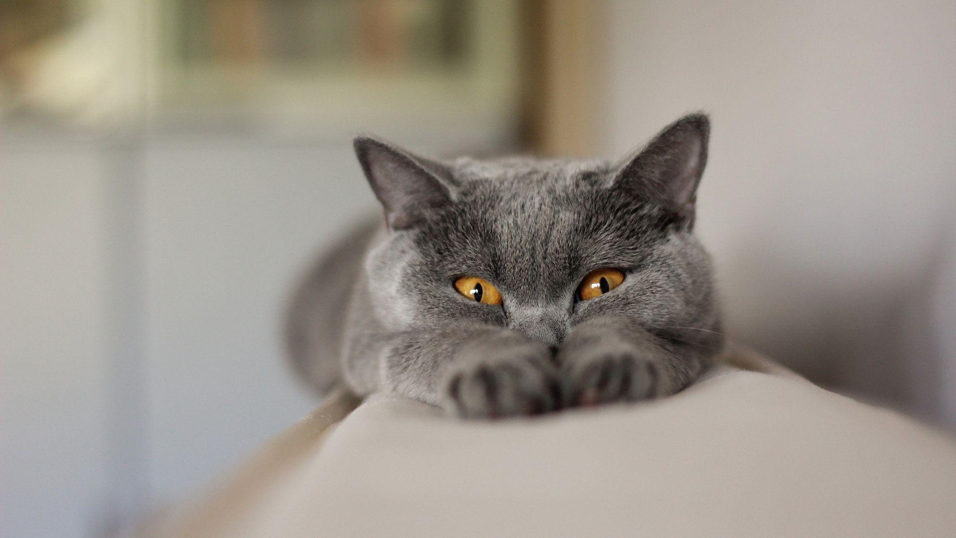 1920x1080 funny cat HD wallpaper