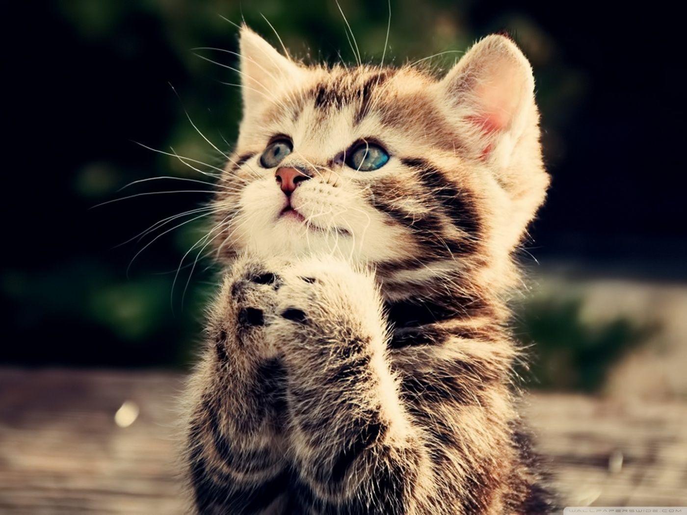1400x1050 Funny Cat ❤ 4K HD Desktop Wallpaper for 4K Ultra HD TV • Wide